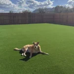 dog on Verde Valley artificial turf in a Flagstaff backyard