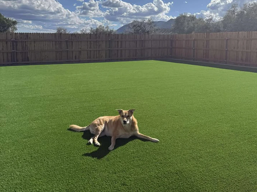 dog on Verde Valley artificial turf in a Flagstaff backyard