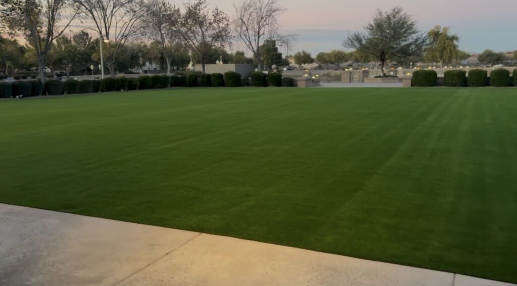 New Prescott 88 Turf from Verde Valley Turf